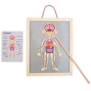 Magnetiniai galvosūkiai - Anatomijos mokslas - Žmogaus kūnas