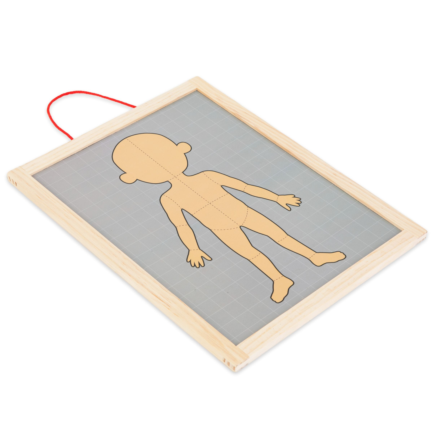 Magnetiniai galvosūkiai - Anatomijos mokslas - Žmogaus kūnas