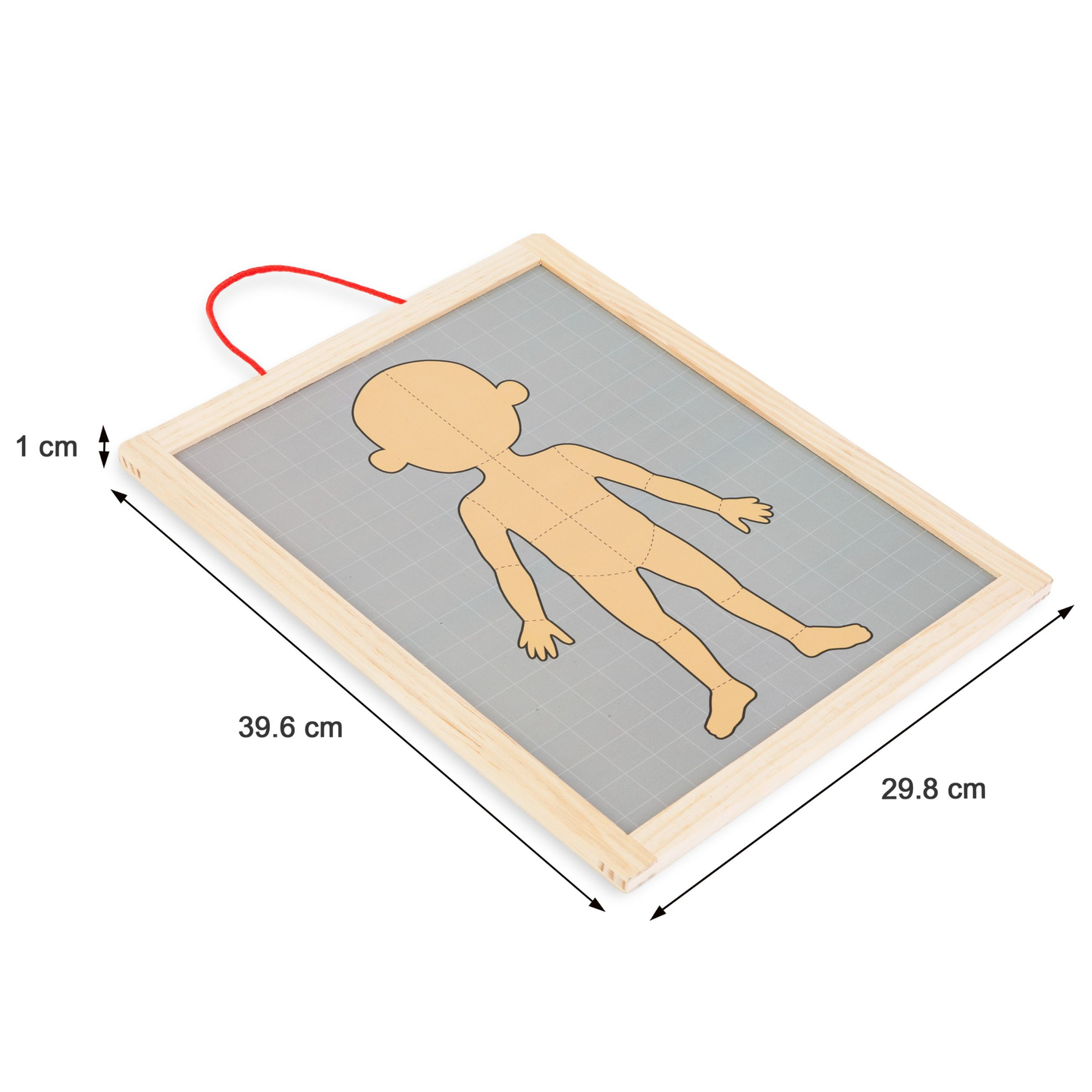 Magnetiniai galvosūkiai - Anatomijos mokslas - Žmogaus kūnas