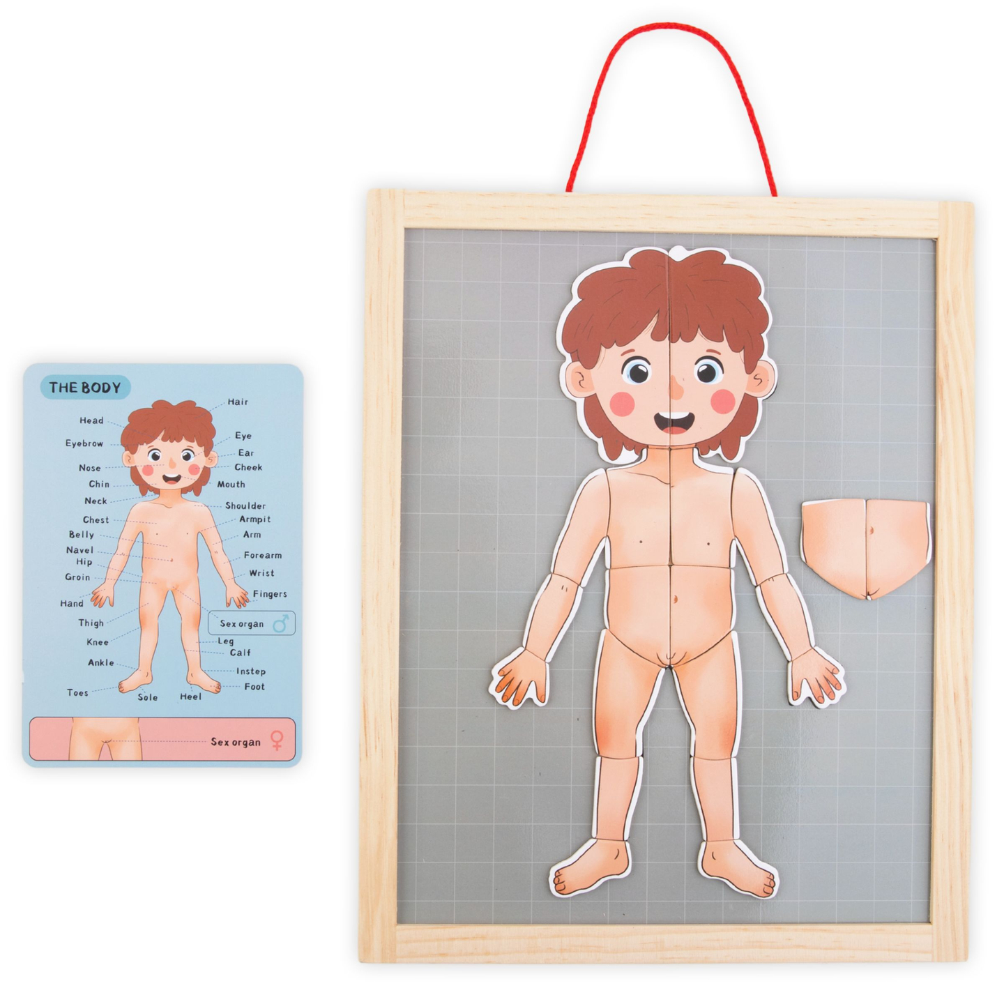 Magnetiniai galvosūkiai - Anatomijos mokslas - Žmogaus kūnas