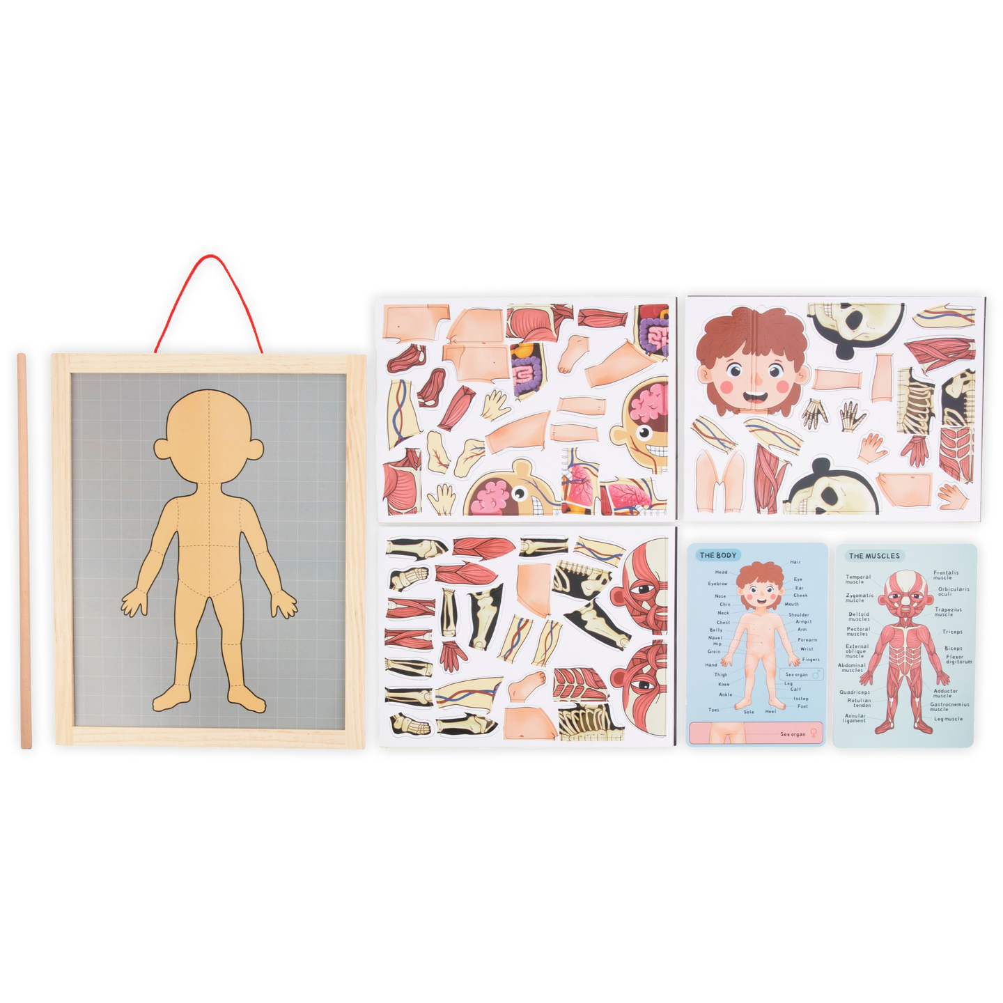 Magnetiniai galvosūkiai - Anatomijos mokslas - Žmogaus kūnas