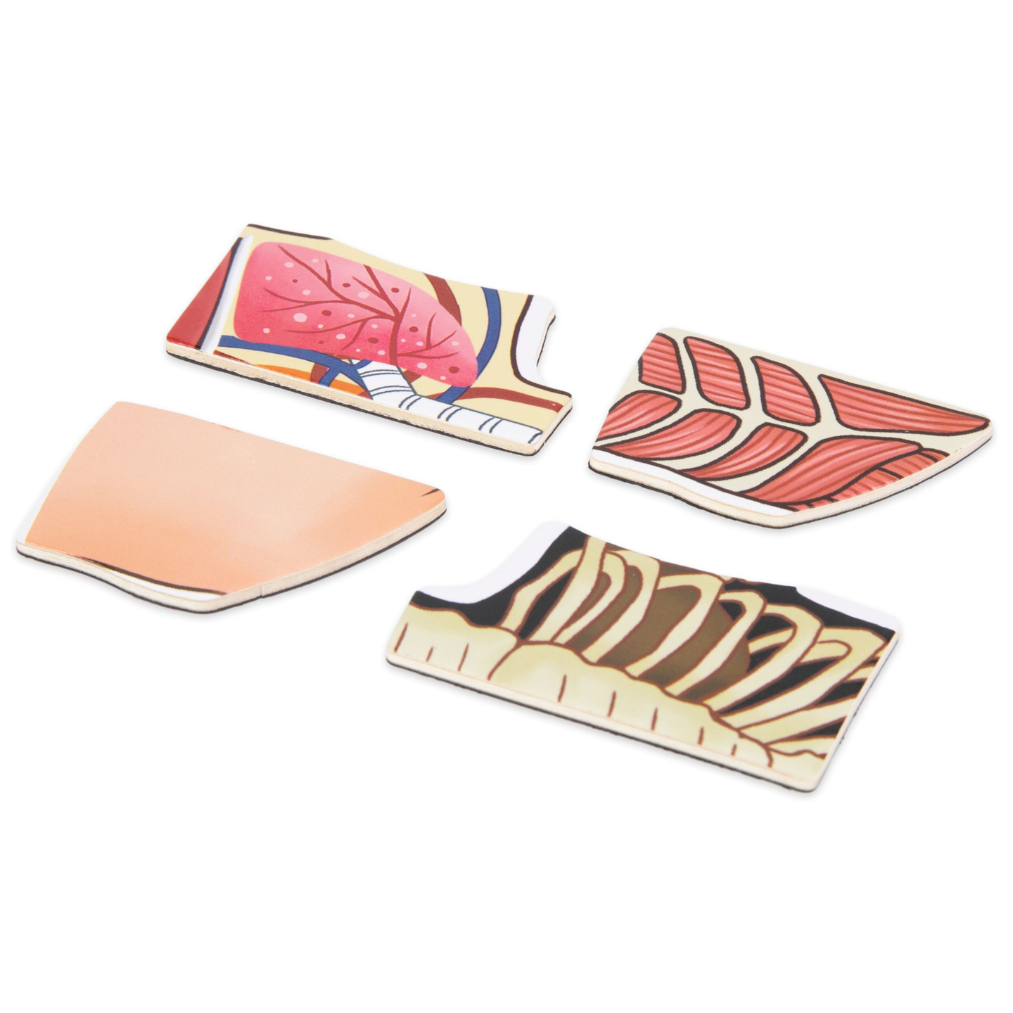 Magnetiniai galvosūkiai - Anatomijos mokslas - Žmogaus kūnas